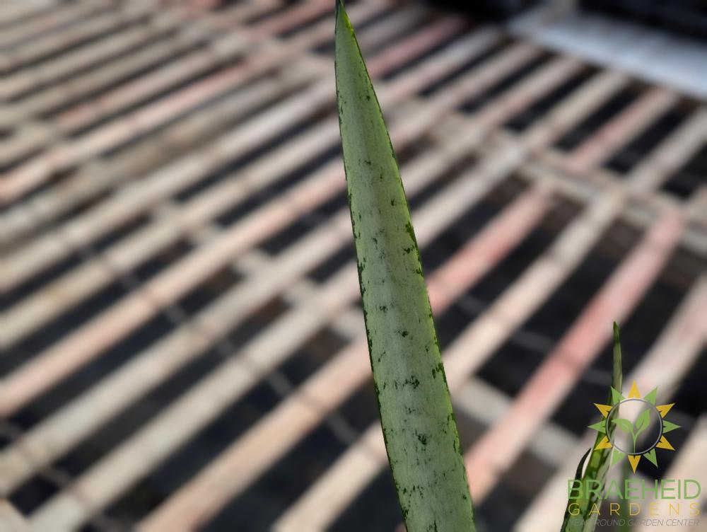 Silver Streak Sansevieria