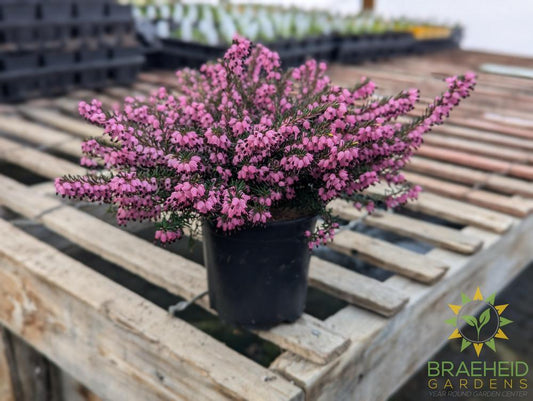 Winter Heather