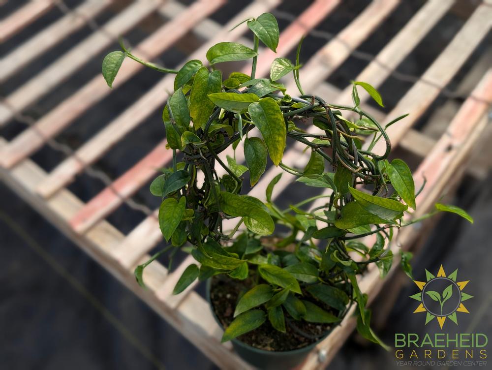 Skeleton Key Pothos