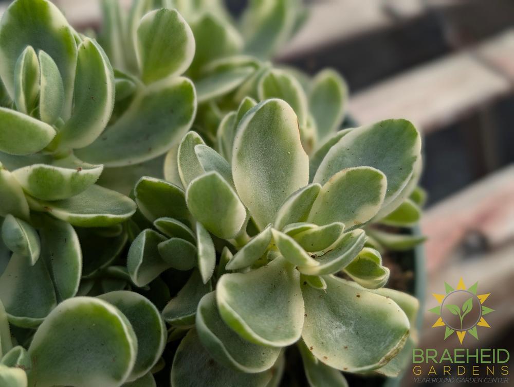 Jade Argentea Variegated
