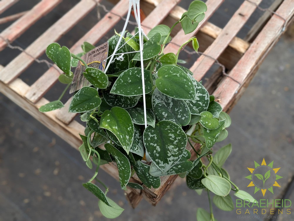 Silvery Ann Pothos Hanging Basket (Scindapsus Pictus Silvery Ann)