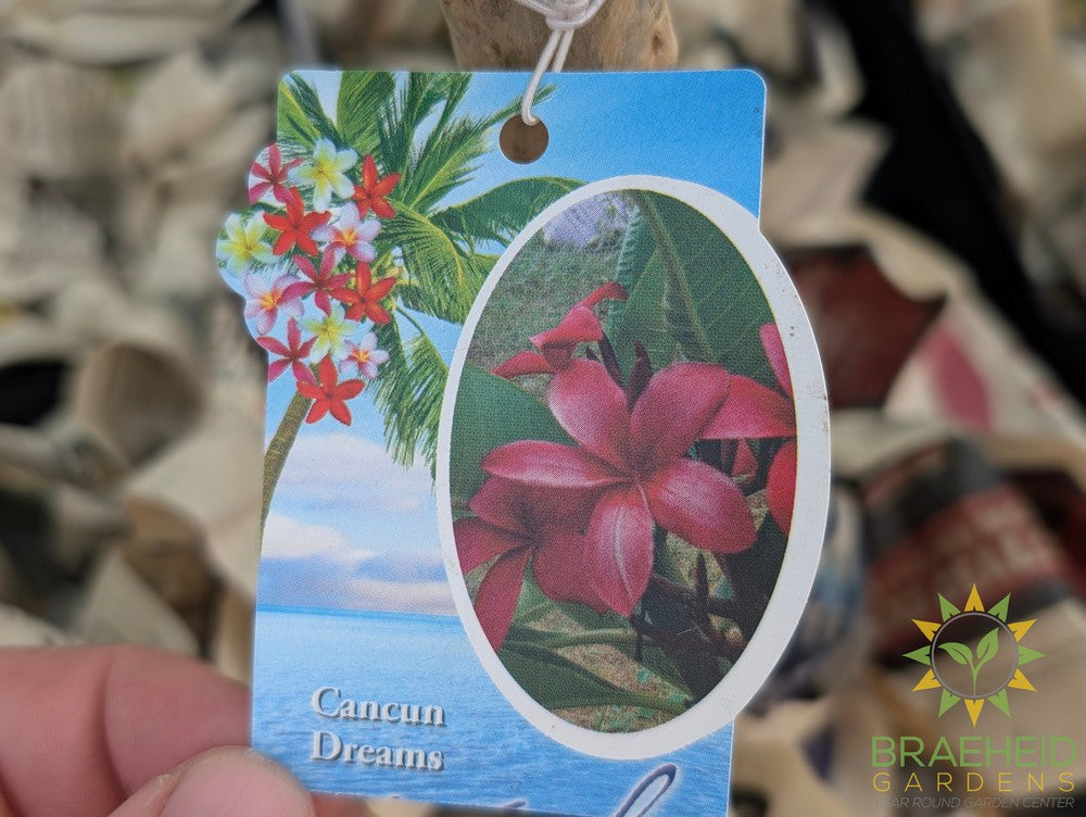 Plumeria Cancun Dreams