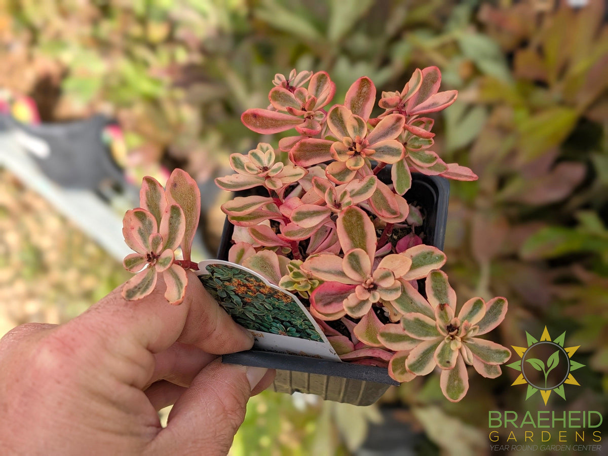 Florisol Sedum