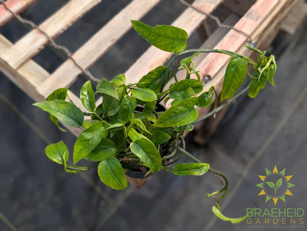 Skeleton Key Pothos