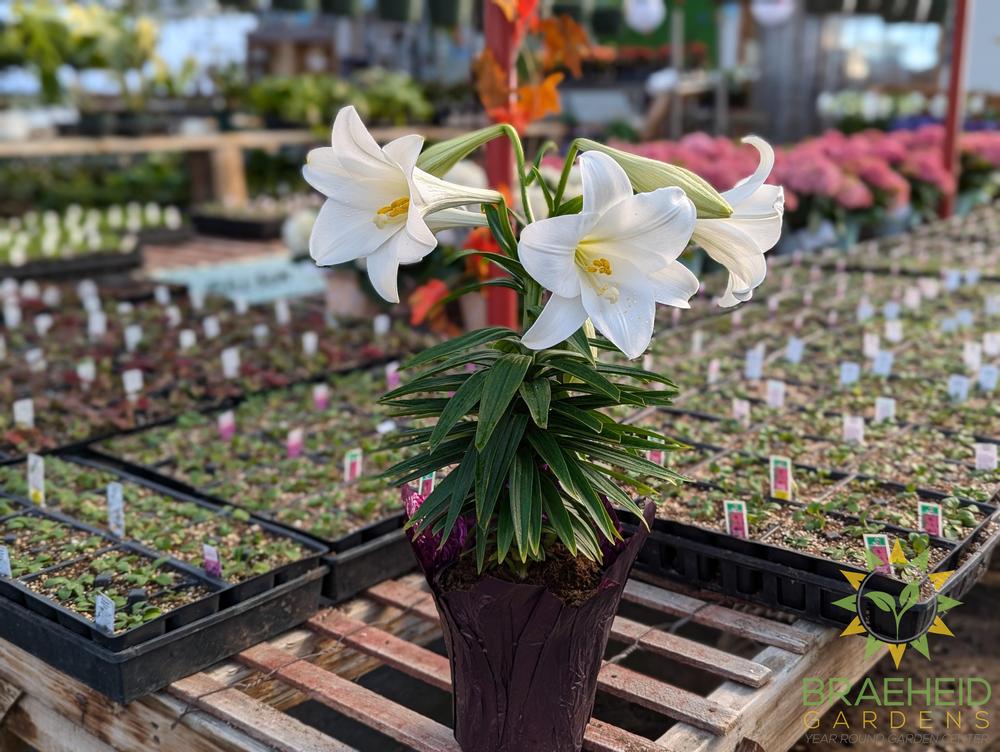 Easter Lily