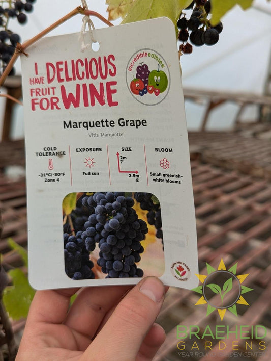 Buy Marquette Grape Ivy an Vine in Grande Prairie Alberta - Braeheid Gardens Ltd.