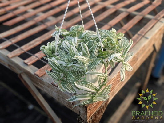 Tradescantia Pistachio Hanging Basket