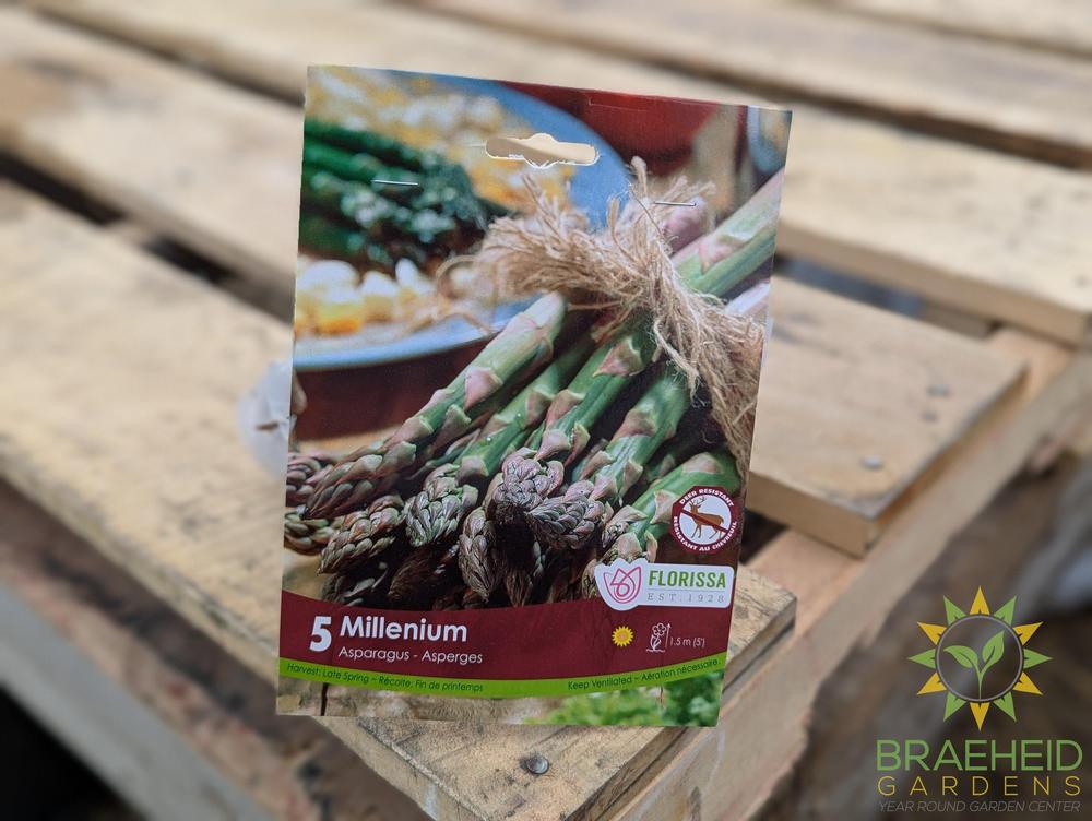 Asparagus Millenium Root