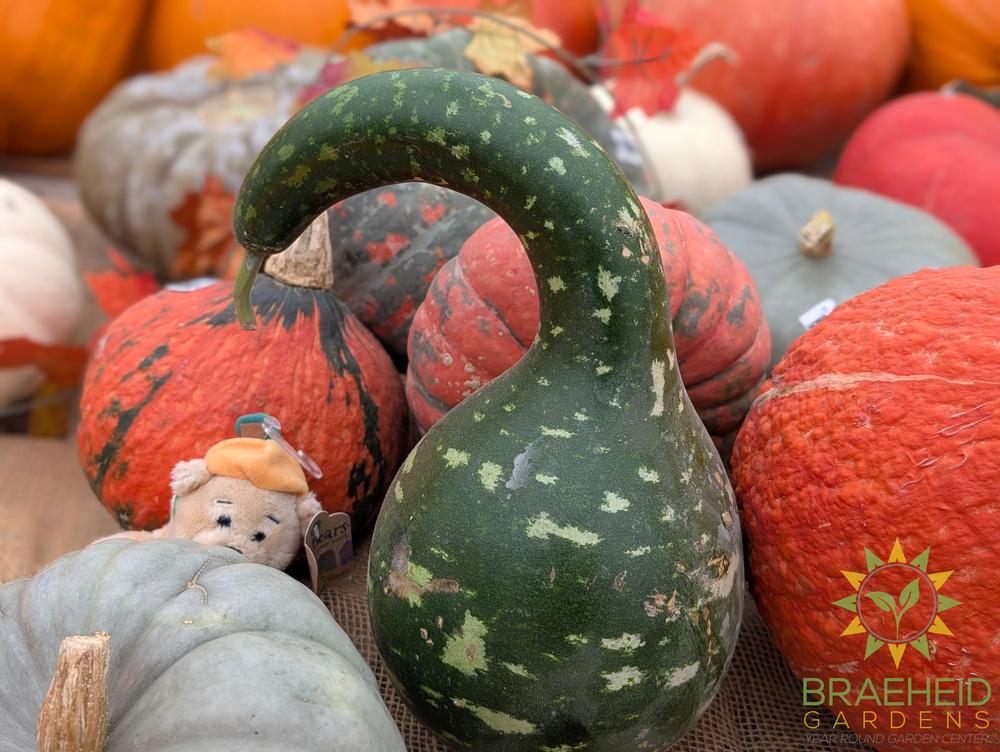 Specialty Gourds - NO SHIP