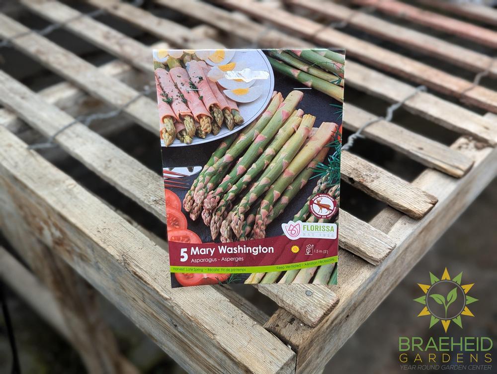 Asparagus Mary Washington Root