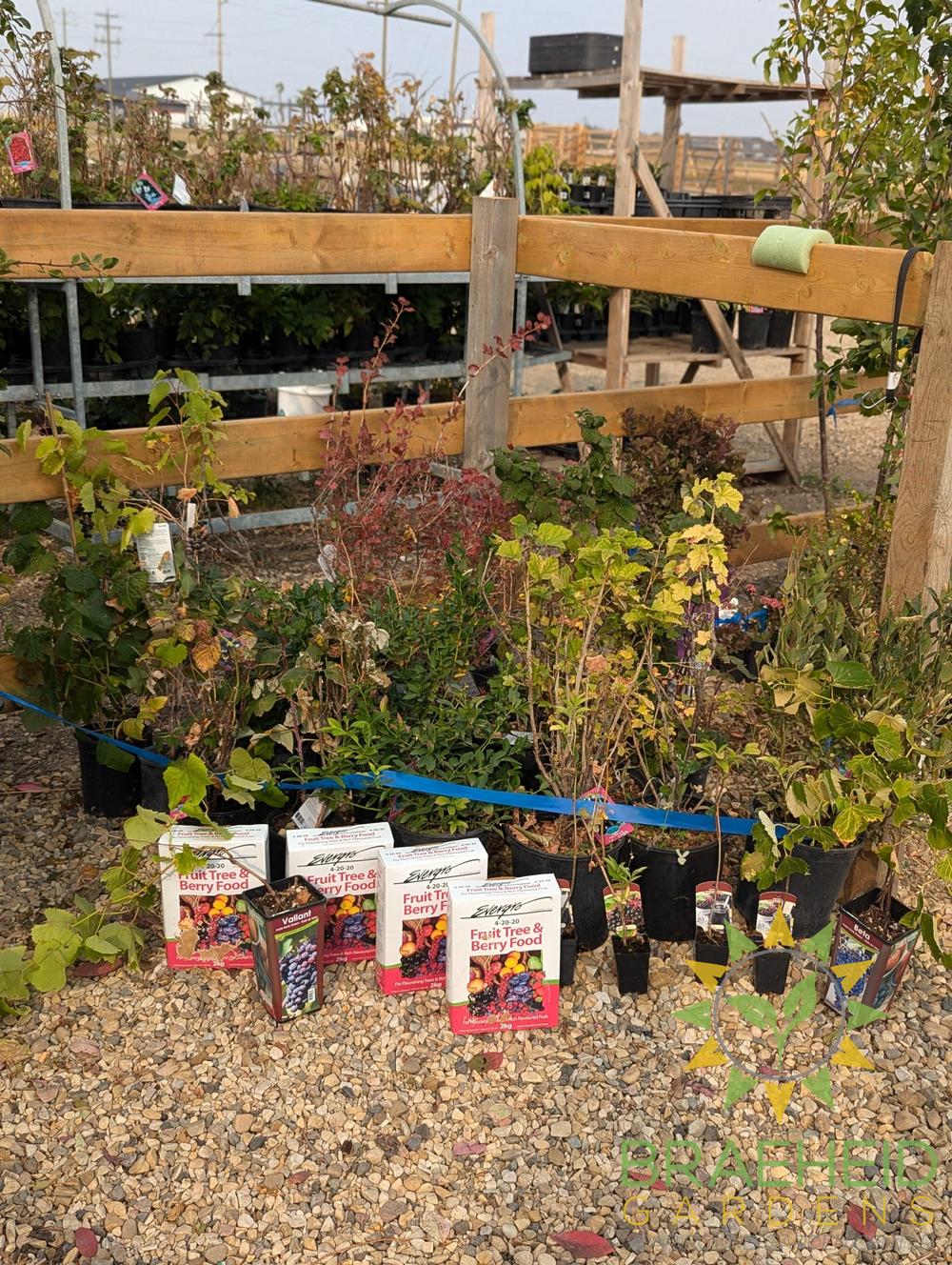 🍇 Auction #4 – Your Cold-Hardy Berry & Grape Collection (Zone 2–3)