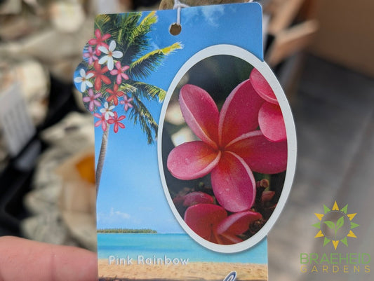 Plumeria Pink Rainbow