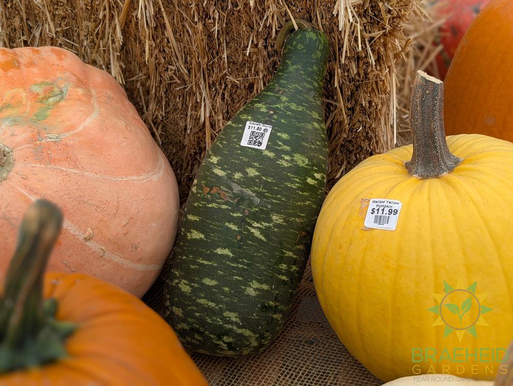Specialty Gourds - NO SHIP