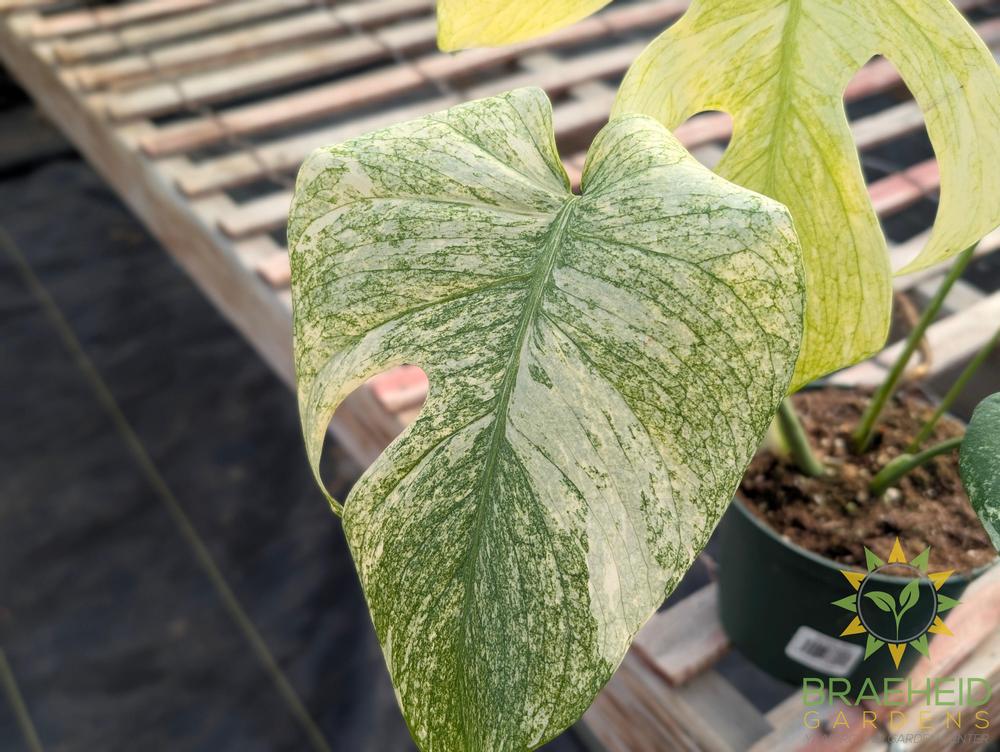Monstera Mint Variegated
