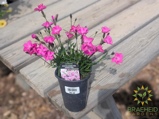 Dianthus x 'Beauties Kahori Pink'