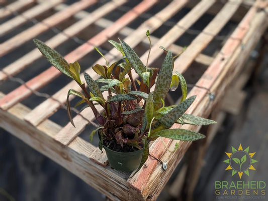 Silver Squill Leopard Lily