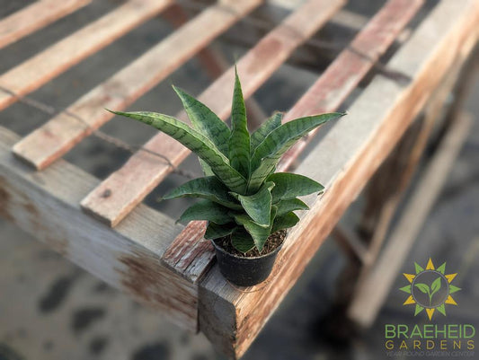 Sansevieria Fernwood Lavranos Natural