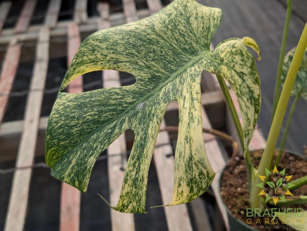 Monstera Mint Variegated – Braeheid Gardens Ltd.