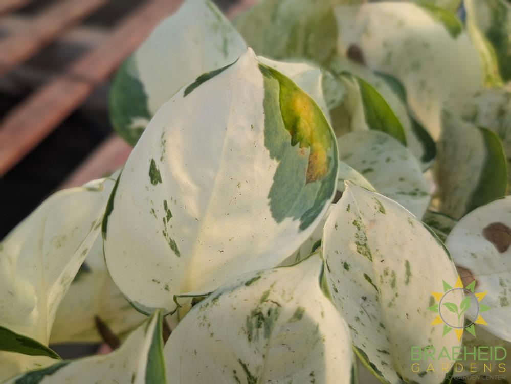 Manjula Pothos