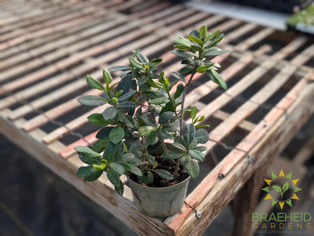 Green Island Ficus Tree