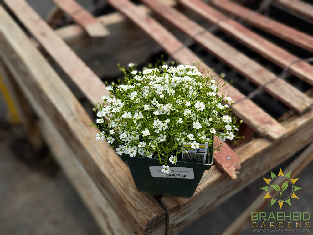 Gypsophila 'Gypsy White' - NO SHIP -