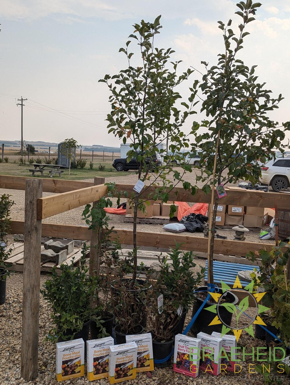 🍎 Auction #3 – Your Cold-Hardy Orchard & Berry Collection (Zone 3)