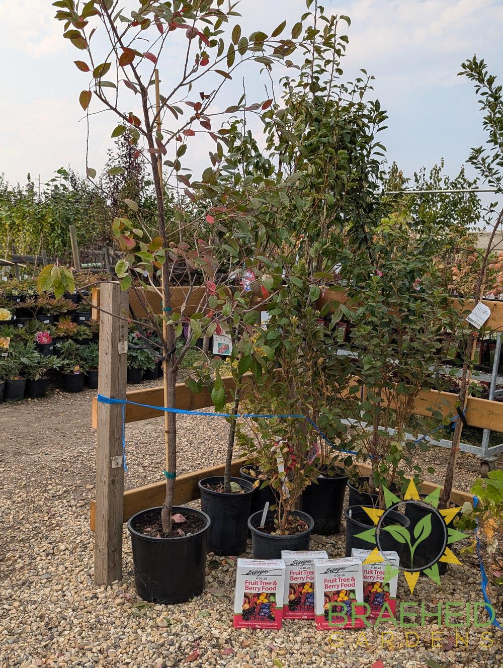 🍐🍒 Auction #5 – Cold-Hardy Pear & Cherry Collection (Zone 2–3)