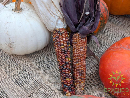 Painted corn cobs Fall Decor