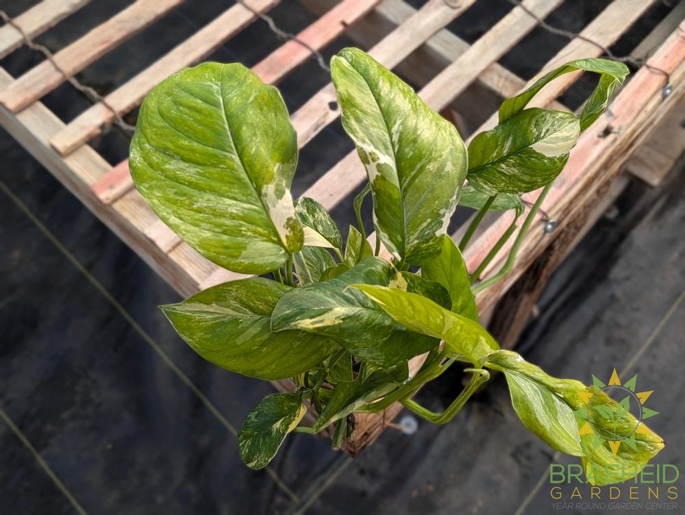 Monstera Lechleriana Variegated