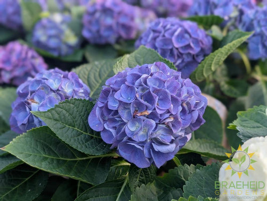 Patio Hydrangea