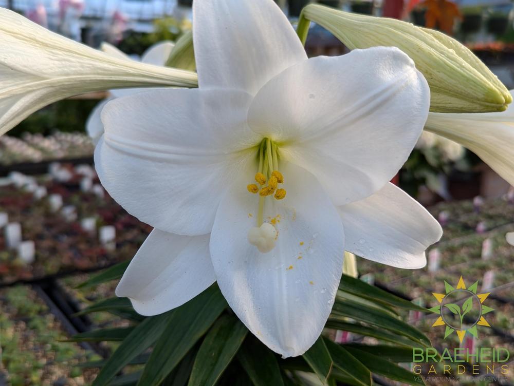 Easter Lily