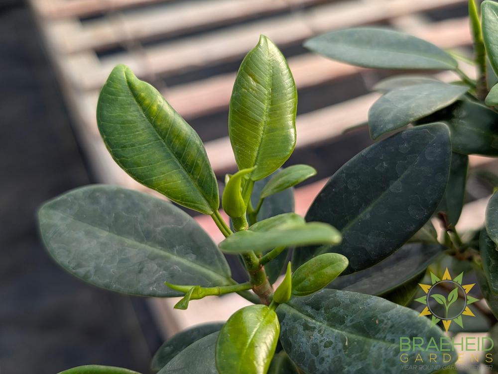 Green Island Ficus Tree