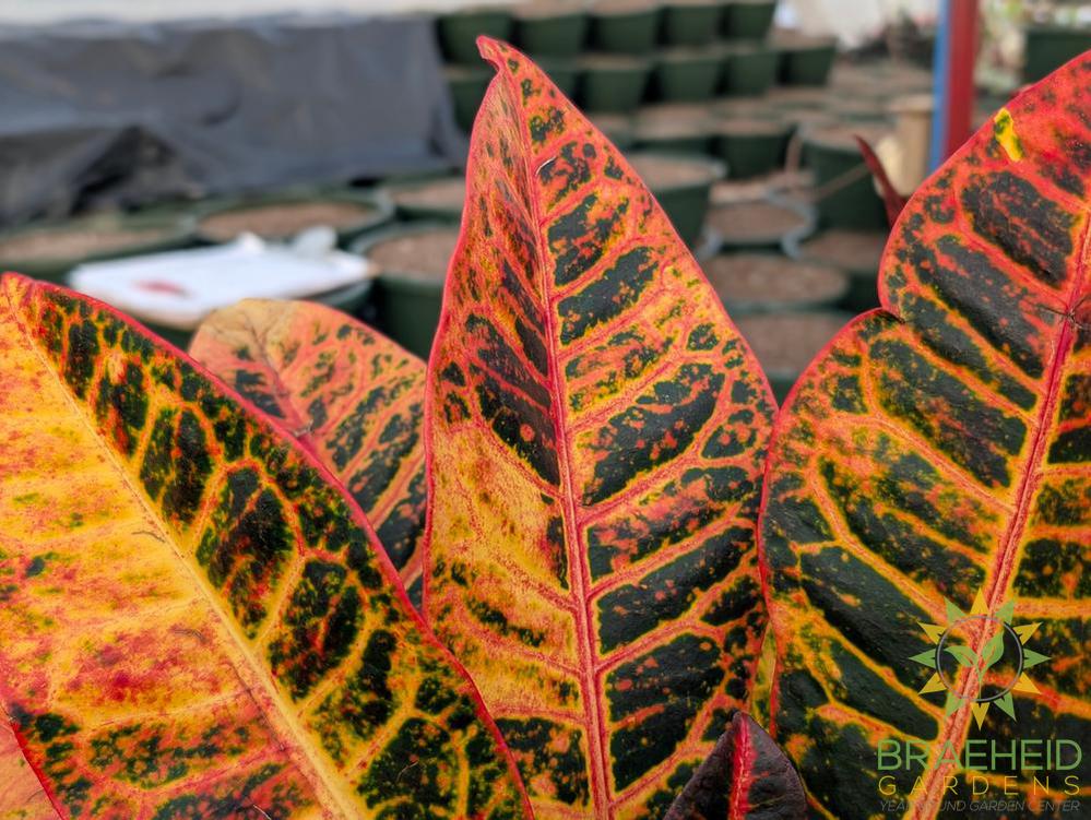 Large Croton Petra Bush - NO SHIP -