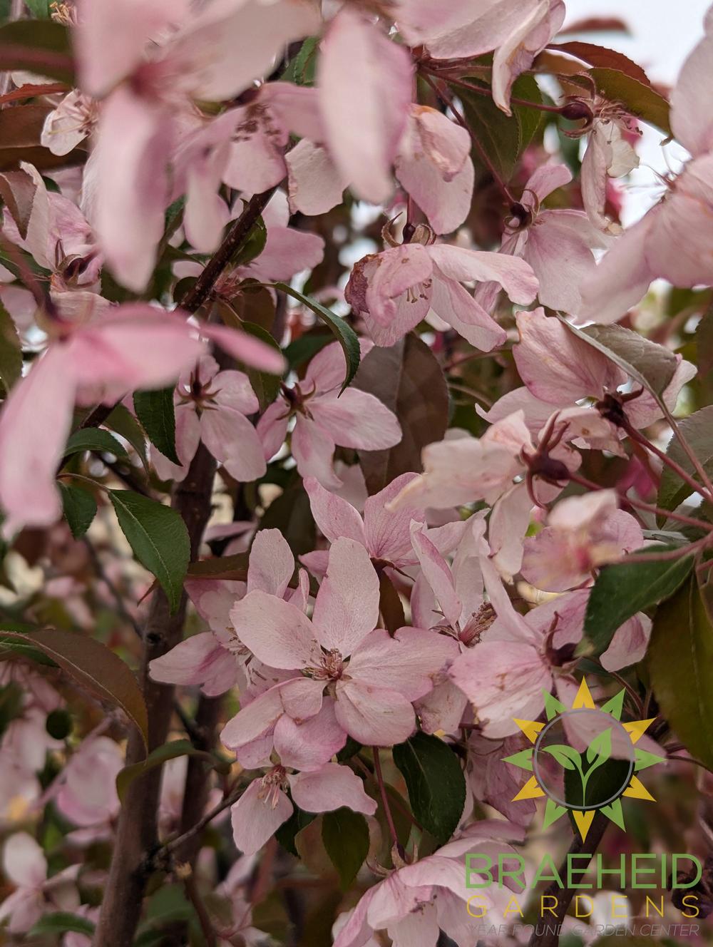 Pink Spires Flowering Crabapple