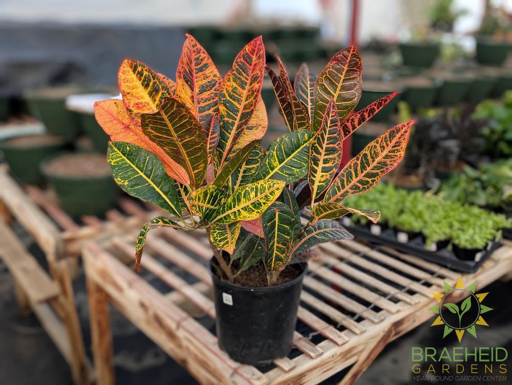 Large Croton Petra Bush - NO SHIP -