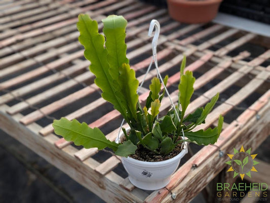 Epiphyllum Beavertail Hanging Basket