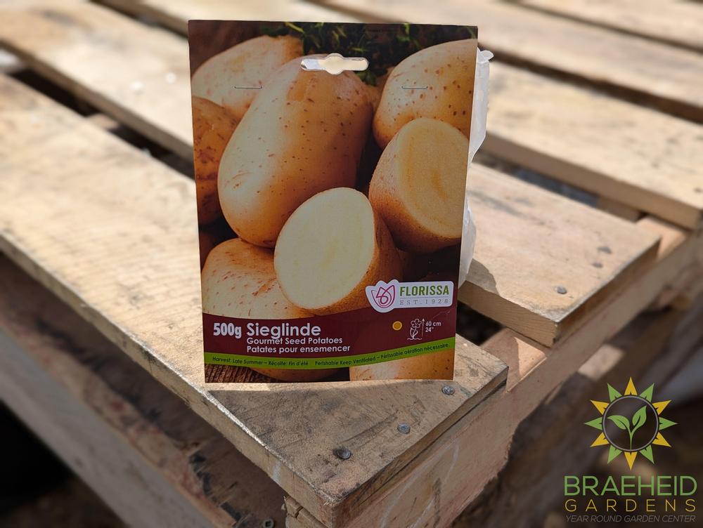 Sieglinde Potatoes