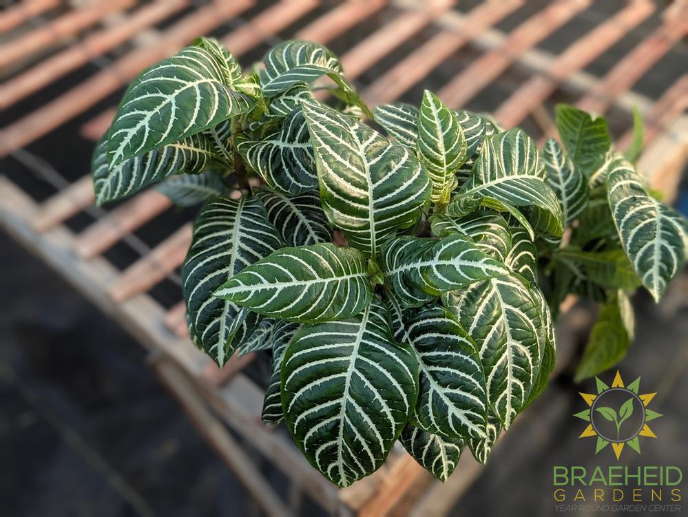 Large zebra plant - NO SHIP -