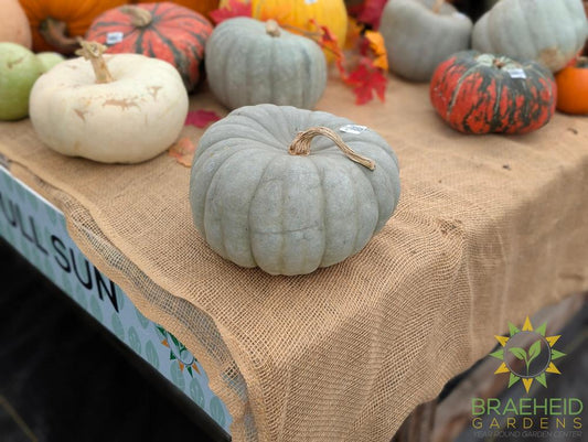 Blue Eyes Specialty Pumpkins - NO SHIP -