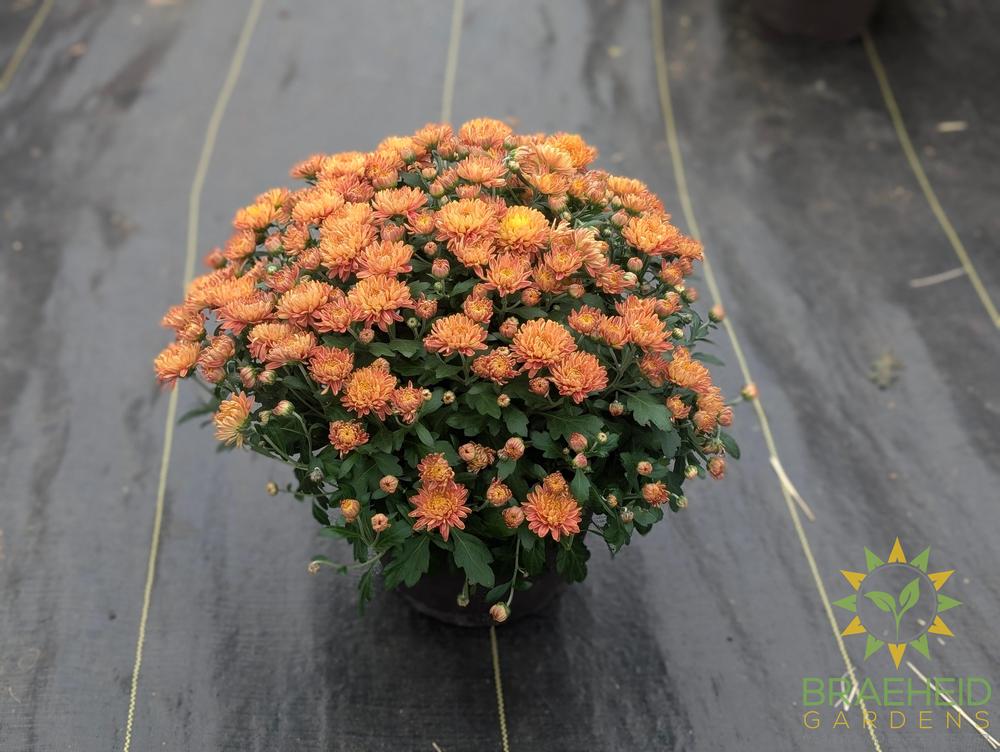 Fall Mums - assorted colors