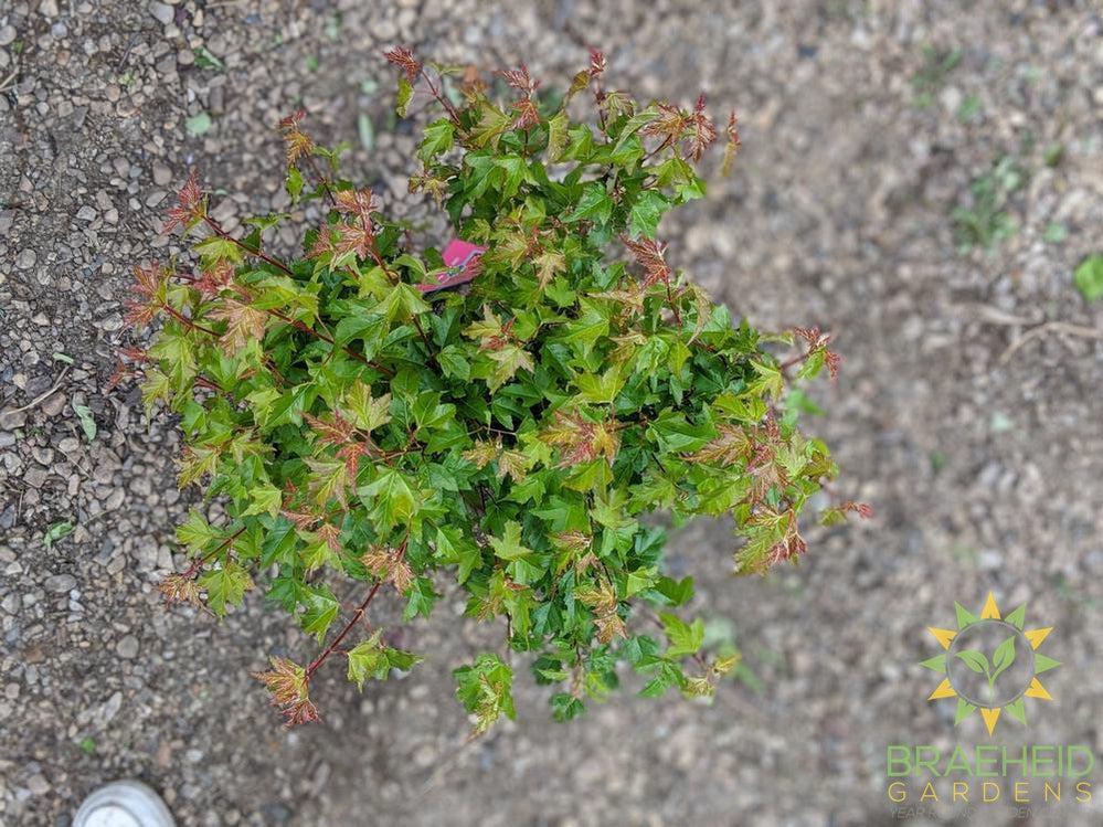 rocky mountain maple