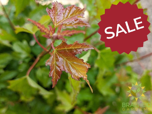 rocky mountain maple