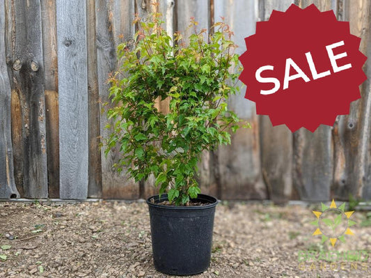 rocky mountain maple