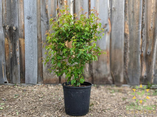rocky mountain maple