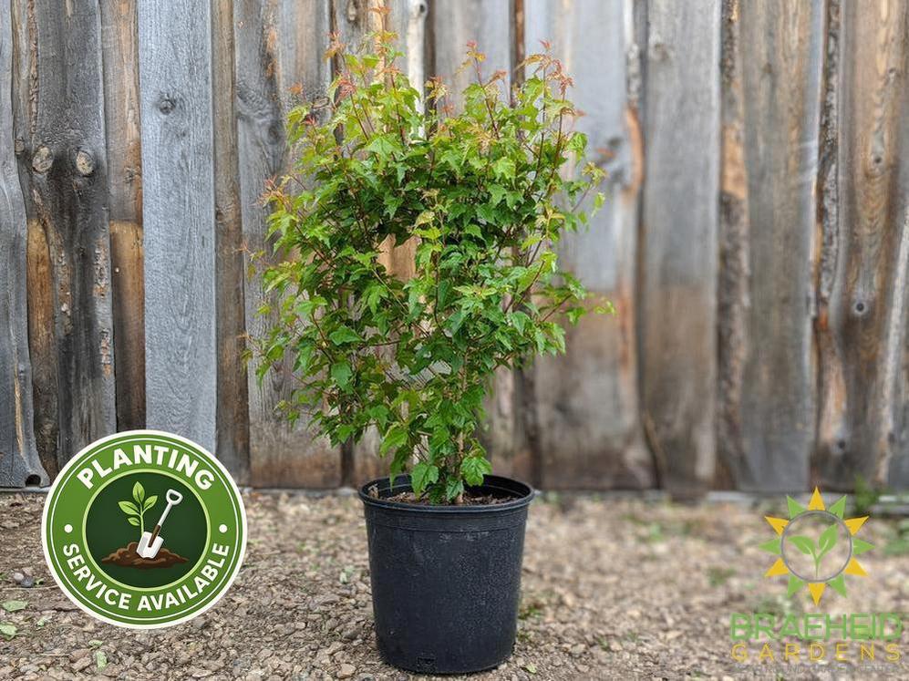 rocky mountain maple