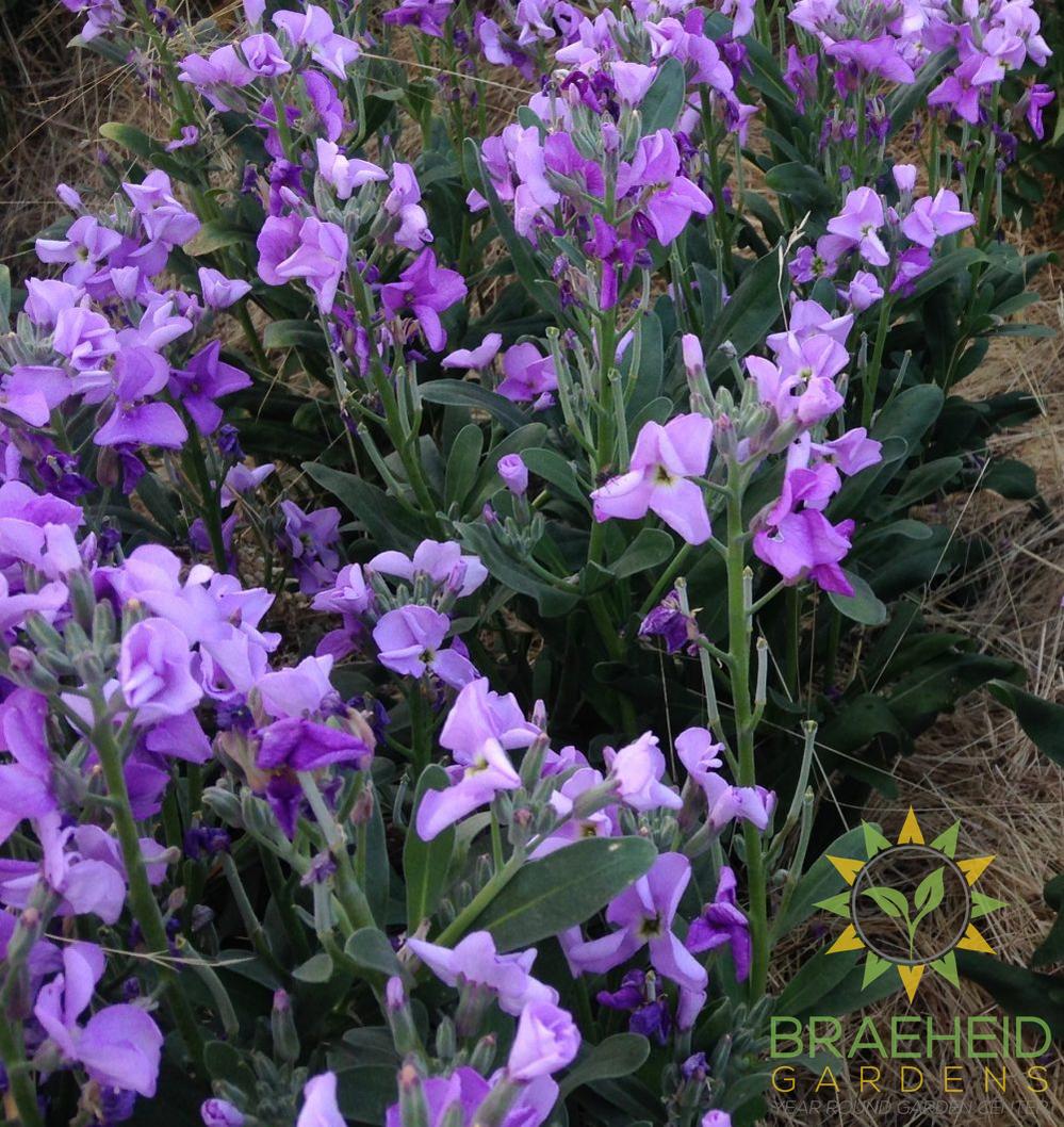 The Scented Flower Collection