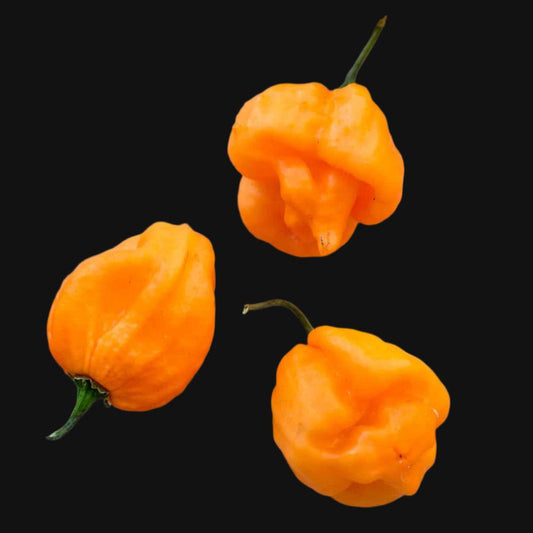 Scotch Bonnet Pepper