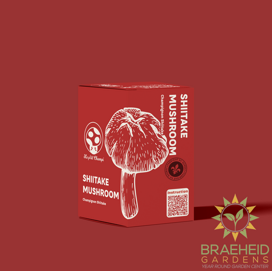 Shiitake Mushroom Kit