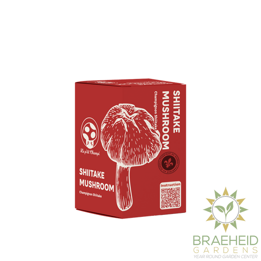 Shiitake Mushroom Kit
