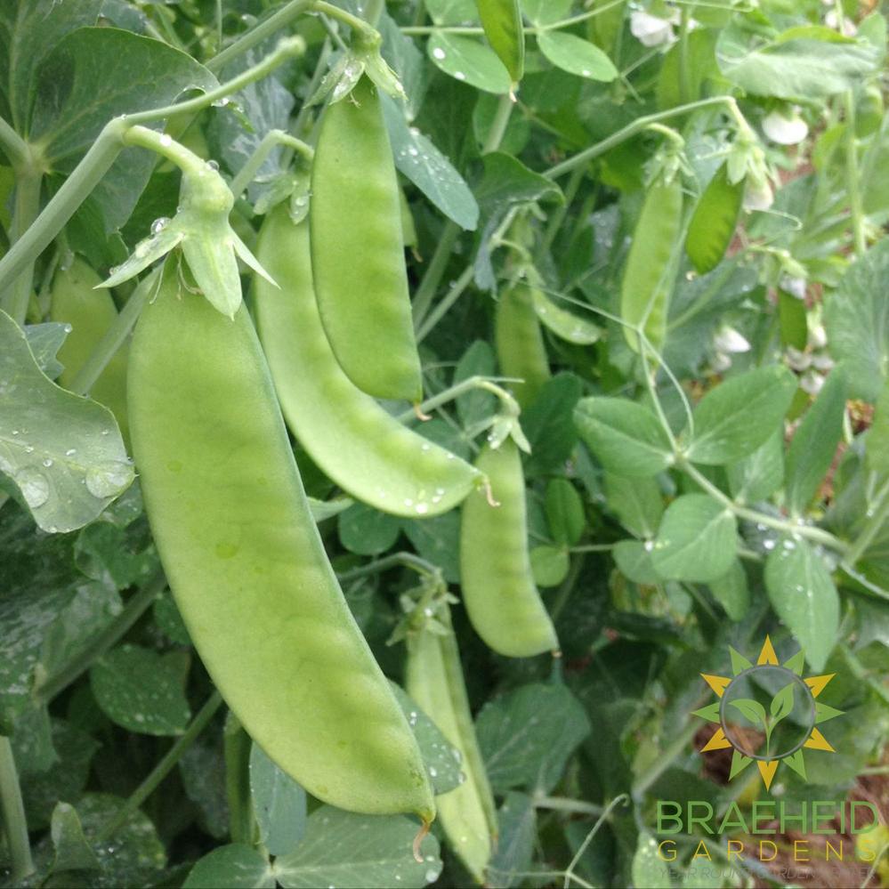 Oregon Sugar Pod Pea